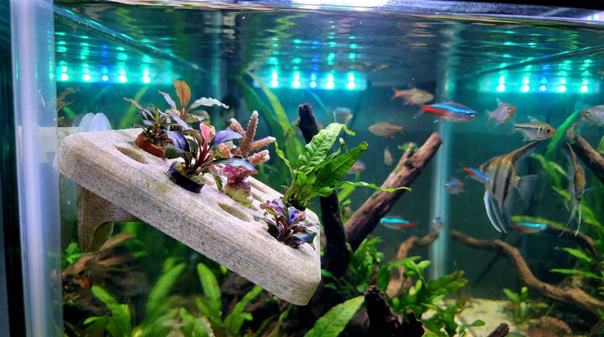 Ist PLA sicher für Aquarien? Drucken von Korallenablegern und Verstecken