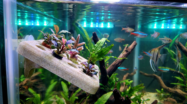 Ist PLA sicher für Aquarien? Drucken von Korallenablegern und Verstecken